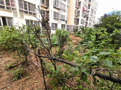 曝光台 | 毁绿圈地，不能成为“一楼标配”！ 