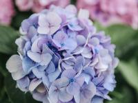 是夏天的味道！这里有大片绣球花正在盛放|云游青岛