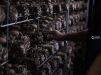 香菇种植也能智能化？产能2万吨的园区原来长这样