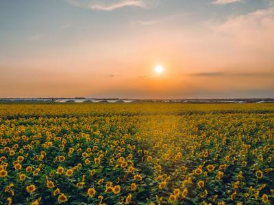 500亩的向日葵花海，你见过吗？|云游青岛