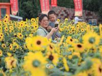 嫩黄色的活力！这里有一片向日葵花海