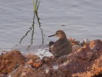 白沙河入海口实拍:池鹭、苍鹭、白鹭…你认识哪种？    