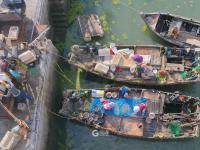 青岛：“海蜇第一村”进入收获季