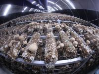 香菇种植也能智能化？产能2万吨的园区原来长这样