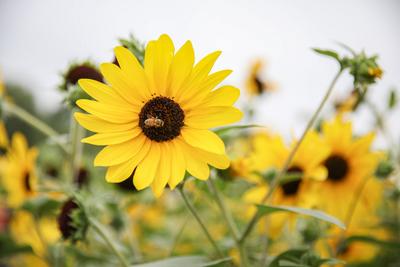 嫩黄色的活力！这里有一片向日葵花海