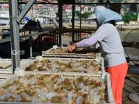 青岛：“海蜇第一村”进入收获季