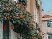 凌霄花开的路口！在老城区寻找夏日电影感|云游青岛