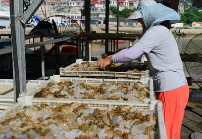 青岛：“海蜇第一村”进入收获季