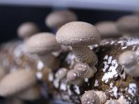 香菇种植也能智能化？产能2万吨的园区原来长这样