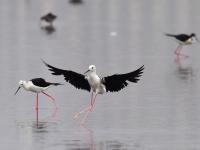 一大波候鸟来青“避暑”，你认识哪个？