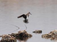 一大波候鸟来青“避暑”，你认识哪个？