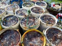 青岛：“海蜇第一村”进入收获季