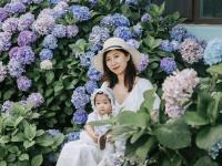 是夏天的味道！这里有大片绣球花正在盛放|云游青岛