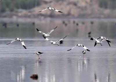 一大波候鸟来青“避暑”，你认识哪个？