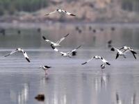 一大波候鸟来青“避暑”，你认识哪个？