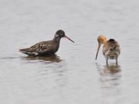 一大波候鸟来青“避暑”，你认识哪个？