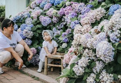 是夏天的味道！这里有大片绣球花正在盛放|云游青岛