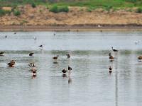 一大波候鸟来青“避暑”，你认识哪个？
