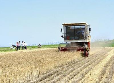 青岛夏粮收购突破38万吨