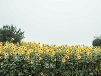 嫩黄色的活力！这里有一片向日葵花海