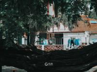 凌霄花开的路口！在老城区寻找夏日电影感|云游青岛