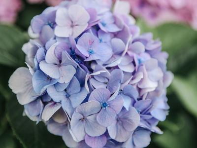 是夏天的味道！这里有大片绣球花正在盛放|云游青岛