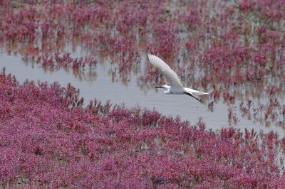 白沙河入海口实拍:池鹭、苍鹭、白鹭…你认识哪种？    