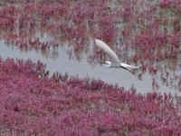 白沙河入海口实拍:池鹭、苍鹭、白鹭…你认识哪种？    
