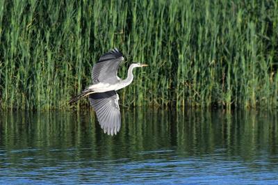 白沙河入海口实拍:池鹭、苍鹭、白鹭…你认识哪种？    