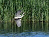 白沙河入海口实拍:池鹭、苍鹭、白鹭…你认识哪种？    