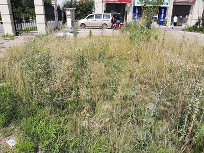 记者在现场|绿化带成“荒草带”  市民呼吁快清理