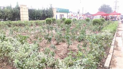 青岛日报曝光台回访行动 | 临时“垃圾场”被清 ，巡查监管力度加大