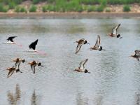 一大波候鸟来青“避暑”，你认识哪个？