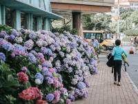 是夏天的味道！这里有大片绣球花正在盛放|云游青岛