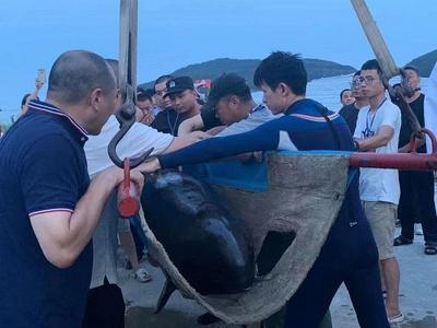浙江台州6头搁浅瓜头鲸放归大海，1头仍在救治