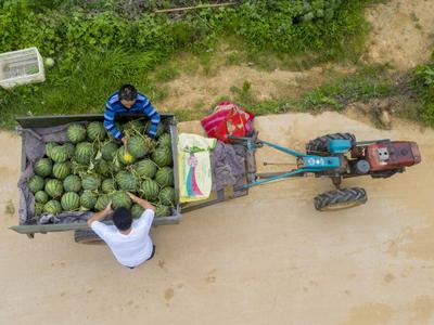 快来康康这是谁家的西瓜这么甜？西海岸沙沟村瓜农种出乡村振兴“甜经济”