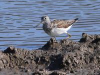 白沙河入海口实拍:池鹭、苍鹭、白鹭…你认识哪种？    