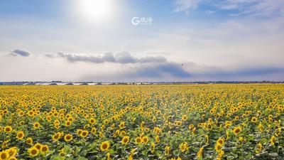 500亩的向日葵花海，你见过吗？|云游青岛