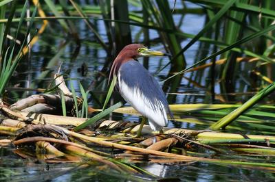白沙河入海口实拍:池鹭、苍鹭、白鹭…你认识哪种？    