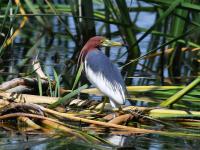 白沙河入海口实拍:池鹭、苍鹭、白鹭…你认识哪种？    