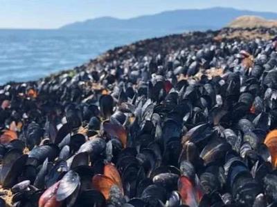 “毁灭性”热浪，加拿大海滩上的贻贝自己熟了……