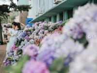 是夏天的味道！这里有大片绣球花正在盛放|云游青岛