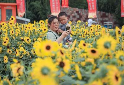 嫩黄色的活力！这里有一片向日葵花海