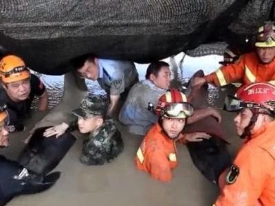 6天16头，鲸类频繁搁浅为哪般？专家解读来了