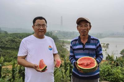 快来康康这是谁家的西瓜这么甜？西海岸沙沟村瓜农种出乡村振兴“甜经济”