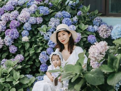 是夏天的味道！这里有大片绣球花正在盛放|云游青岛