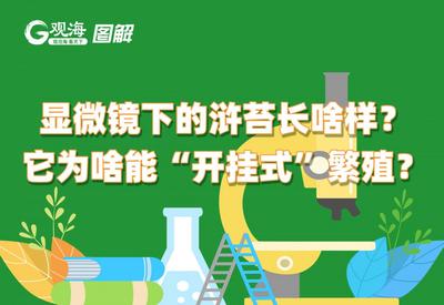 浒苔长啥样？为啥能“开挂式”繁殖？