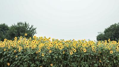 嫩黄色的活力！这里有一片向日葵花海