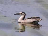 白沙河入海口实拍:池鹭、苍鹭、白鹭…你认识哪种？    