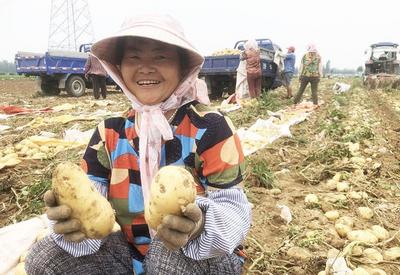 平度市：丰收的“金豆”